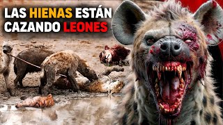 😱 Hienas ATACAN Y DEVORAN manada de Leones  Hiena ataca león [upl. by Stephan]