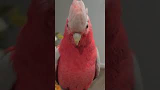 i LoVe KiSSeS💋💋💋talkinggalahtalkingparrottalkingcockatootalkingbird [upl. by Asseral]