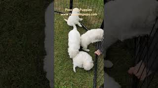 Poochon Puppies puppy bestfriend cute [upl. by Yatnoed174]