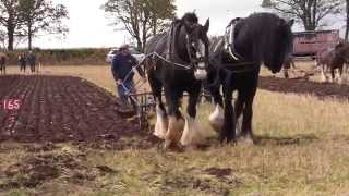 Ploughing with horses  Scottish Ploughing Championships 2014 [upl. by Laflam]