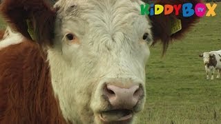 Bauernhof Tiere  Kühe  Cows  KIDDYBOXTV [upl. by Reffinnej]