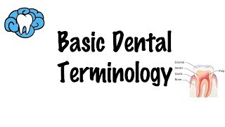 Basic Dental Terminology [upl. by Lach]