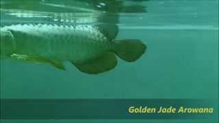 24K 90 GOLDEN HEAD CROSSBACK AROWANA [upl. by Asiluy824]