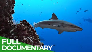 Underwater Volcanoes  Oases of the Sea  Free Documentary Nature [upl. by Robi]