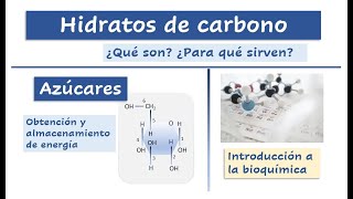 ¿Qué son los hidratos de Carbono ¿Para qué sirven ¿Qué son los azúcares Acidosis láctica Glucosa [upl. by Aikaj]