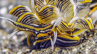 Nudibranchs in Motion  Wonderful Diving at Tawali Resort Milne Bay  Papua New Guinea 2024  4K [upl. by Nishi]