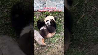 Jinshanzi playing with wood玩木头的金山仔 pandalife pandachina [upl. by Nylynnej563]