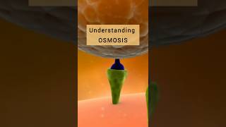 Osmosis  Osmotic Pressure osmosis osmoticpressure biology chemistry differencebetween [upl. by Adrahc]