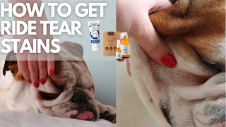 How To Get Rid Of Tear Stains On Dogs  Before and After [upl. by Yaral]