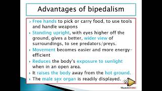 GRADE 12 LIFE SCIENCES BIPEDALISM VS QUADRUPEDALISM human evolution M SAIDI ThunderEDUC [upl. by Xonk]