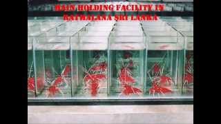 Aquarium Fish Exporter [upl. by Oeram]