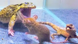 Asian Bullfrog With Angry Tree Lizard And Mouse Asian Bullfrog Live Feeding [upl. by Gable158]