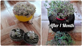 How To Propagate Callisia Repens Pink Lady Plant [upl. by Guendolen]