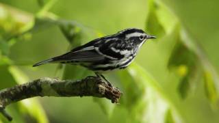 BlackandWhite Warbler [upl. by Ymrots458]