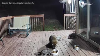 Security Camera Captures Raccoon Stealing Cats Food From Deck [upl. by Dixie777]