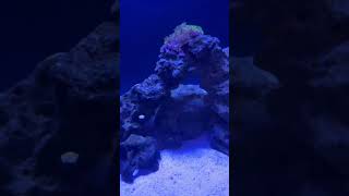 DD Reef Pro 1500 update on Goniopora [upl. by Lulu]