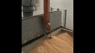 NEUERO Ship Loader  Grain  Live Video showing grain ship loading [upl. by Ecirahc93]