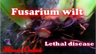 Fusarium wilt on orchids  lethal disease  Beallara Marfitch Howards Dream [upl. by Luhem]