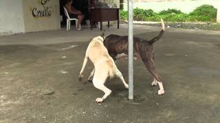 perros peleando [upl. by Evette]