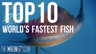 TOP 10 FASTEST FISH IN THE OCEAN [upl. by Soni]