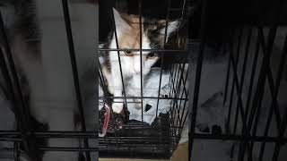 Callie with a bunch of plastic bags in the cage [upl. by Willie]