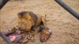 Antelope Park  Zimbabwe  Lion Feeding [upl. by Ttcos]