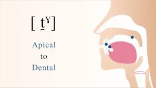 t̪ˠ  unvoiced unaspirated velarized apical dental stop [upl. by Alcot]