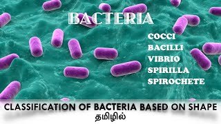 Classification of bacteria based on the shapecocci  Bacilli Vibrio Spirilla  Spirochaete Tamil [upl. by Rasecoiluj932]