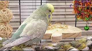 conure parakeet sounds for lonely birds to make them happy [upl. by Nura]