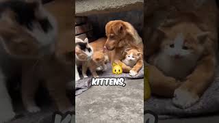 Cat Rescues His Kittens From Storm [upl. by Yelsehc]