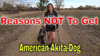 Reasons NOT To Get An American Akita [upl. by Pittel49]