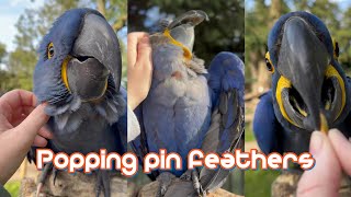 Helping hyacinth Macaws with their pin feathers EXTREMELY SATISFYING [upl. by Erdnaed520]