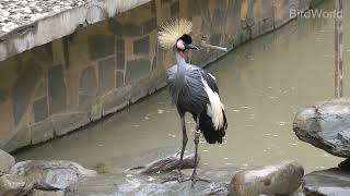 Black Crownedcrane\黑冠鶴 [upl. by Eelibuj]