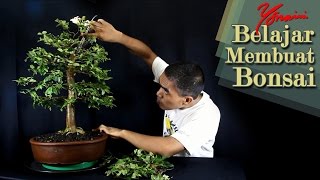 Bonsai Kupa Landak 01  Pemangkasan [upl. by Eillime960]