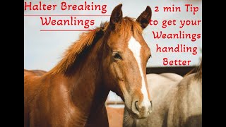 Quick Tip that will Improve Your Halter Breaking Program [upl. by Neleh]