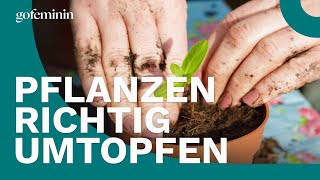 Zimmerpflanzen richtig umtopfen [upl. by Ainat]