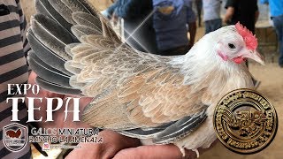 Precio de los gallos kikirikis aztecas Expo Tepa [upl. by Ahsinna522]