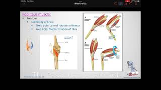 MSK module VD27  Anatomy of the knee Extracapsular ligaments  knee injuries part 2 [upl. by Parish]