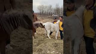 Best Wild Horses Mare revolutionizing young foals future Andalusian stallions horses and mare 684 [upl. by Aidin442]