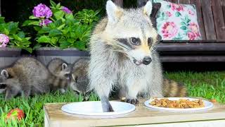 Nursing Mother Raccoon and Baby Raccoons Playing in the Backyard  Dog Cat TV [upl. by Nedlog396]