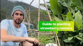 My tips on planting strawberry runners [upl. by Atazroglam]