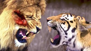 Lion vs Siberian Tiger Predator Battle  Analyzing Strengths and Weaknesses [upl. by Nayhr]