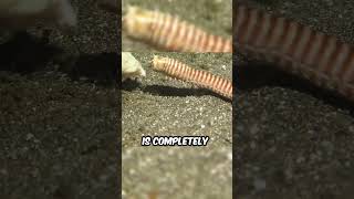 Why Are Bobbit Worms So Dangerous [upl. by Blain]