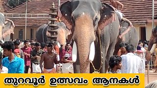 Thuravoor Utsavam 2023 Elephants [upl. by Oirromed]