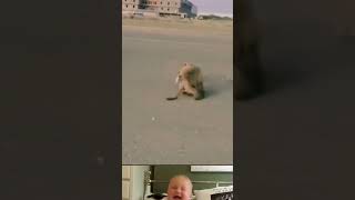 Street Dog Aggressive Attack On Monkey 😂  Funny Dog Video  shorts youtubeshorts [upl. by Bobbye]