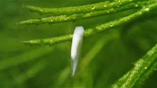 African Clawed Frogs Stage 1 Spawn and Hatchlings Xenopus laevis  Laich und Kaulquappen [upl. by Frasquito]