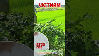 Vietnam ST25 rice VU PHAT INTERNATIONAL CO  LTD 84976487878 agriculture rice st25 [upl. by Eidnak]