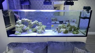 Waterbox peninsula 7225 rimless reef aquarium build ep 23 Holiday vacation preparations and update [upl. by Benedicto]