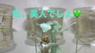 Stagmomantis linbata adult female とても美しいカマキリ💚 [upl. by Itsirc]