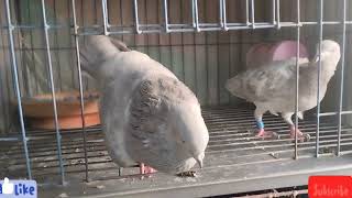 Beautiful Khaki Pigeon Pair [upl. by Suirad]